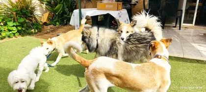 כלבים מתארחים בפנסיון הביתי של גילי וייסבאום